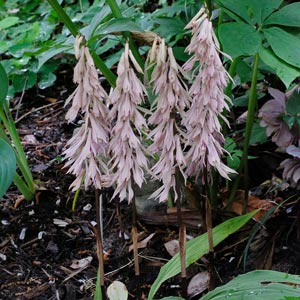 Cremastra-appendiculata-in-flower