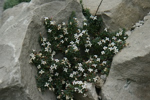 Daphne jasminea