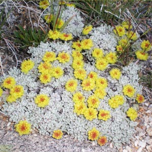 Eriogonum aff caespitosum