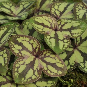 Hepatica nobilis stained glass