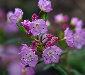 Kalmia polifolia