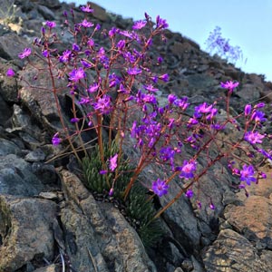 Lewisia columbiana