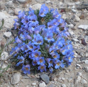 Penstemon acaulis