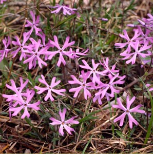 Phlox bifida