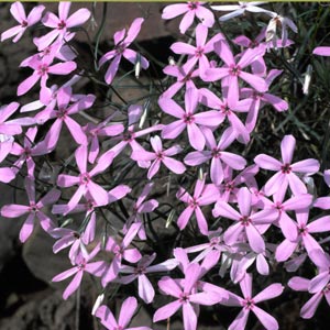 Phlox colubria