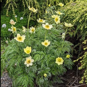 Pulsatilla alpina