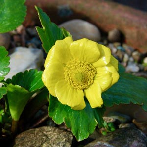 Ranunculus insignis