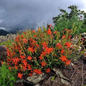 Silene laciniata