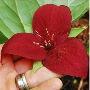 Trillium vaseyi