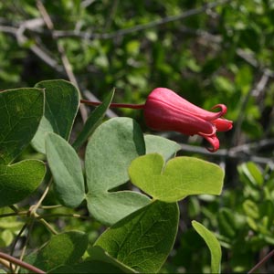 Clematis texensis