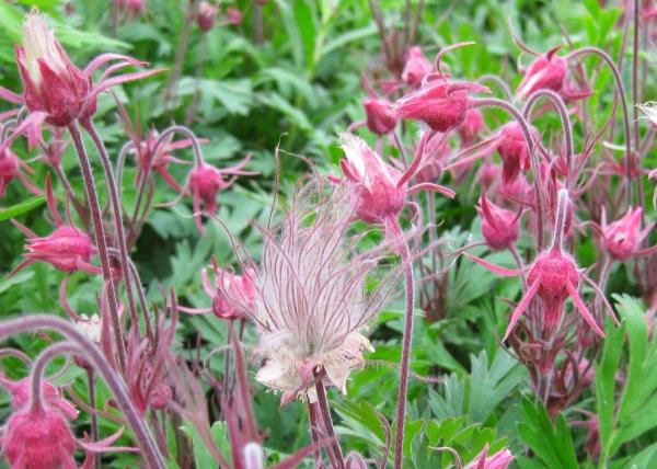 Geum triflorum