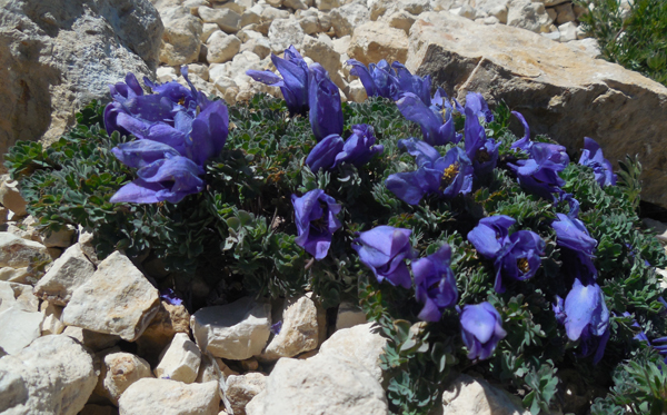 Aquilegia jonesii