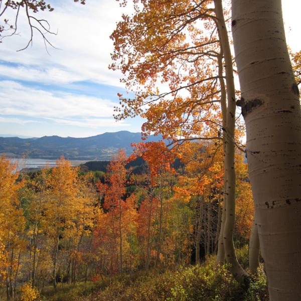 Autumn Aspens