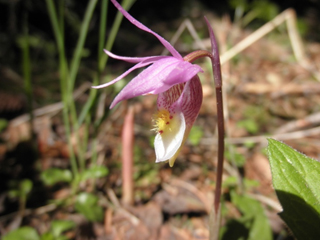 Calypso bulbosa