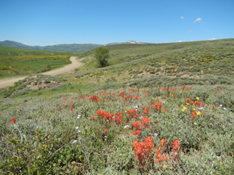 Castilleja chromosa