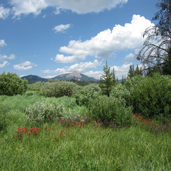 Castilleja and Pedicularis