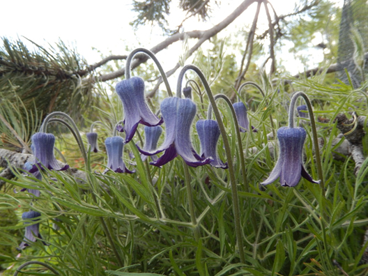 Clematis hirsutissima