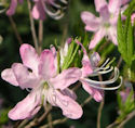 Cliff Desch Rhododendron smirnii