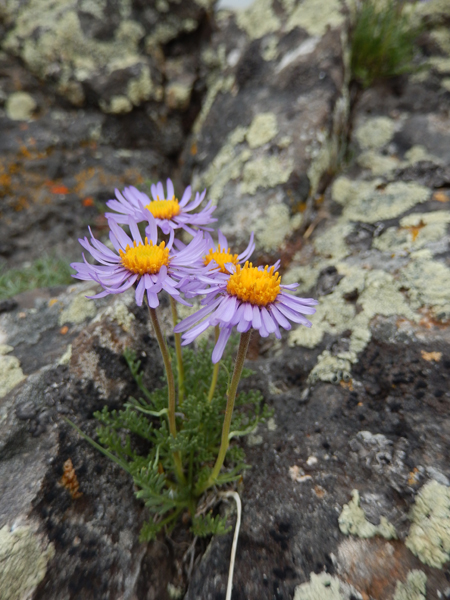 Erigeron pinnesectus