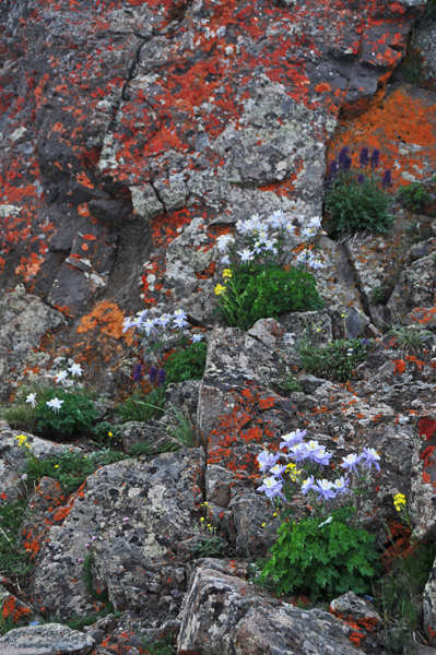 Aquilegia coerulea in the Flattops