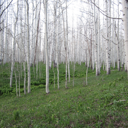 Spring Aspen Forest