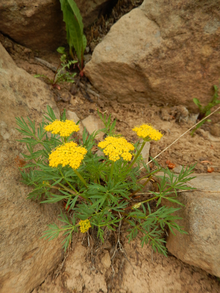 unidentified Apiaceae