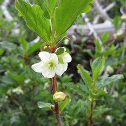 Rhododendron albiflorum