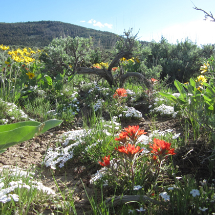 Steppe Flora