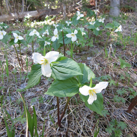 Trillium ovatum