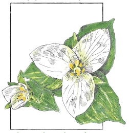 Trillium ovatum logo