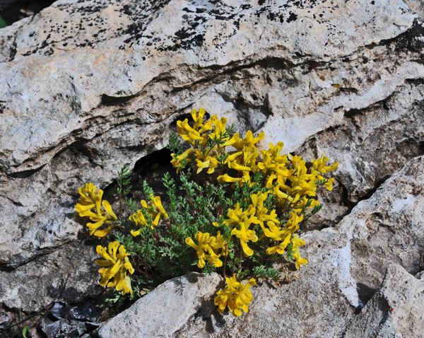 Corydalis aurea