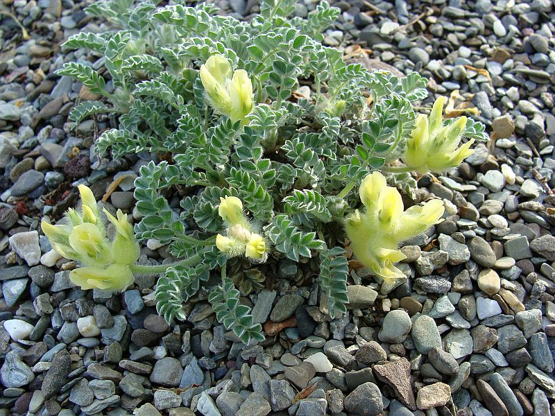Astragalus sp North American Rock Garden Society