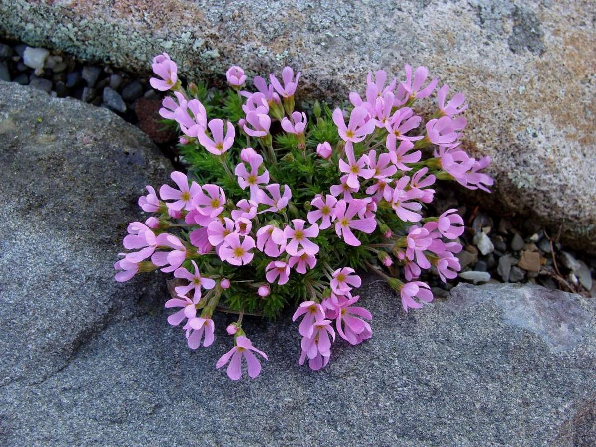 Douglasia montana