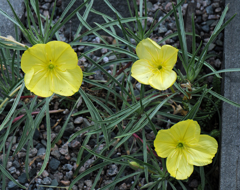 Oenothera fremontii