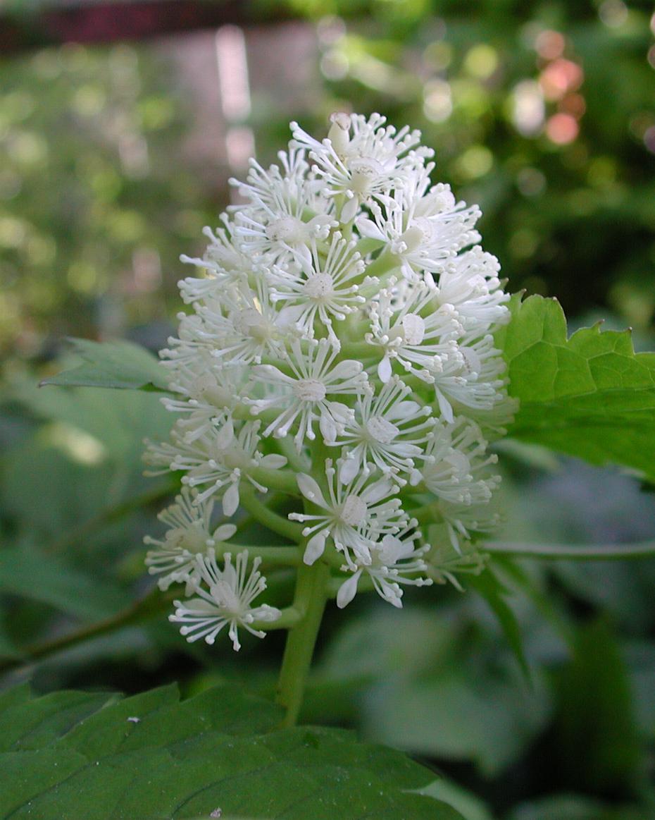 Actaea pachypoda