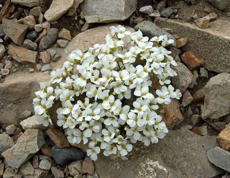 арабис грандифлора суперба. арабис альпийский резуха. арабис альпийский уход. арабис реснитчатолистный. арабис резуха.