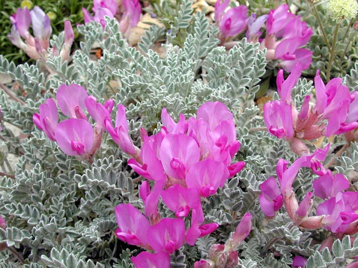 Astragalus utahensis North American Rock Garden Society