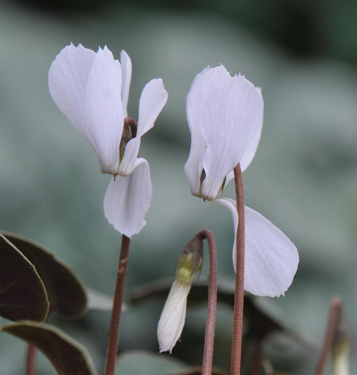 Cyclamen intaminatum