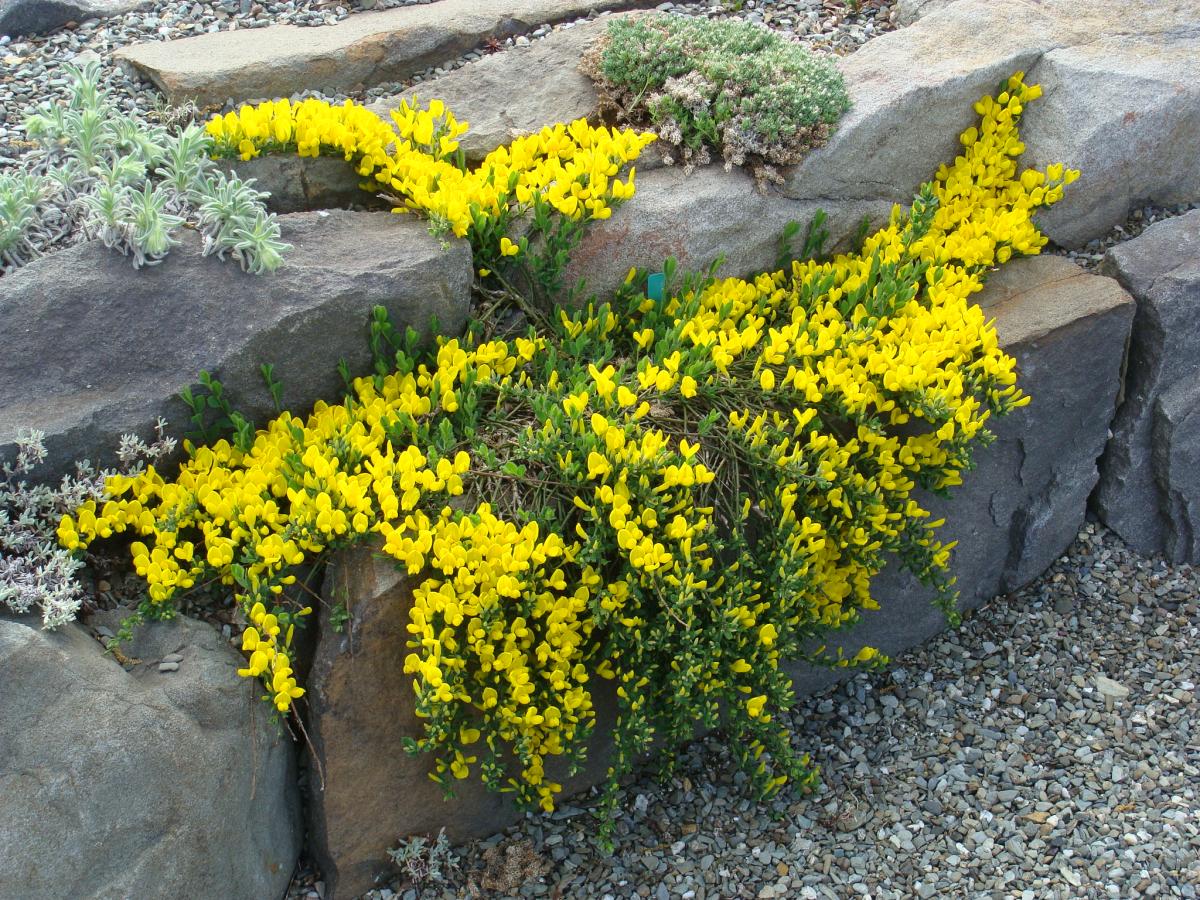 Genista depressa