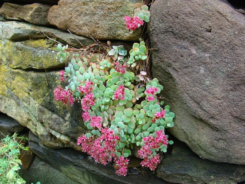 Sedum cauticola