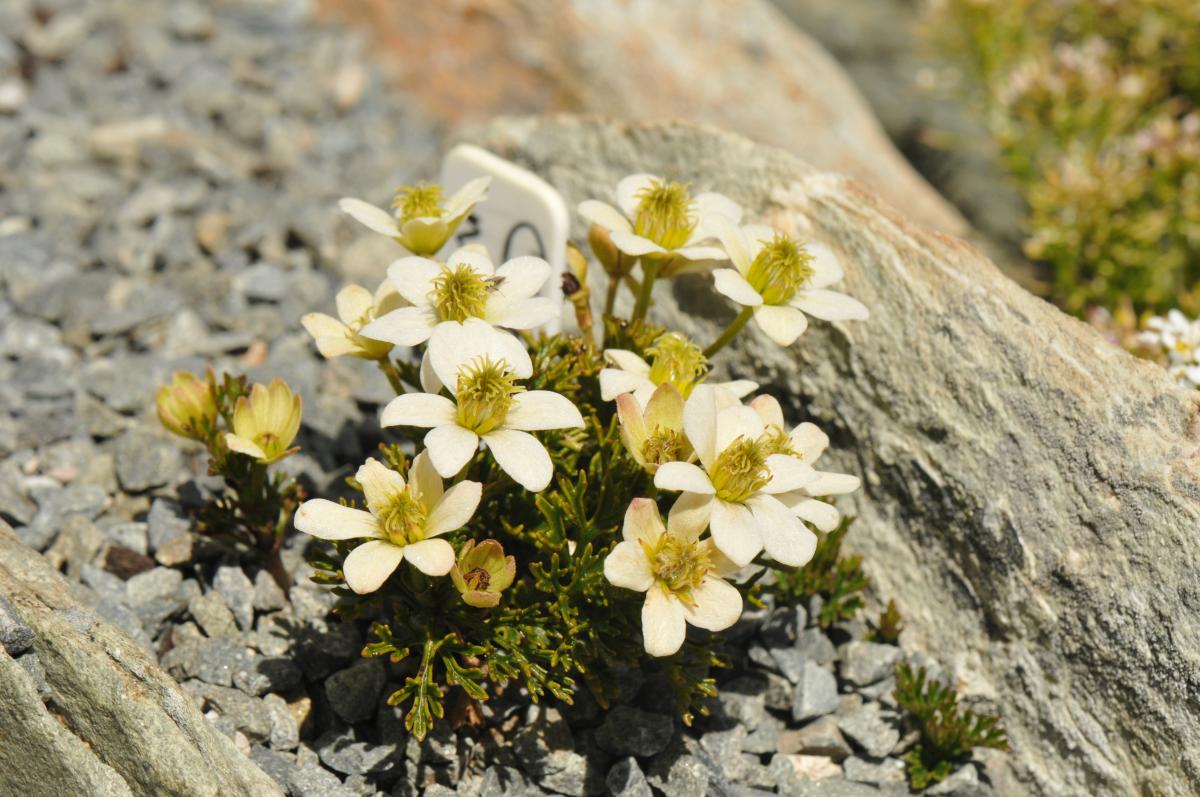 Clematis marmoraria