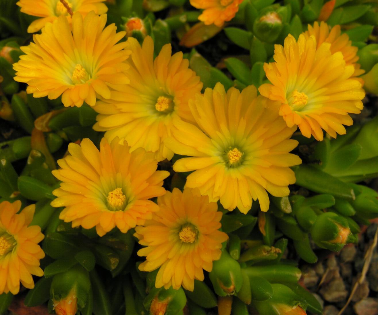 Delosperma basuticum North American Rock Garden Society