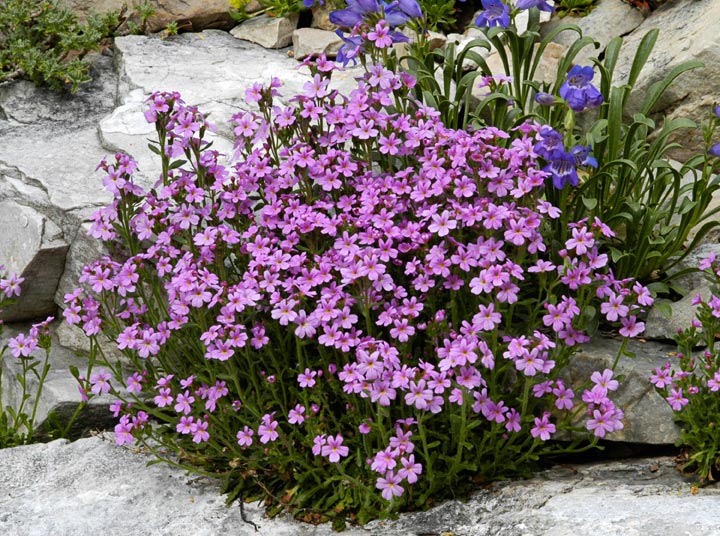 Erinus alpinus | North American Rock Garden Society