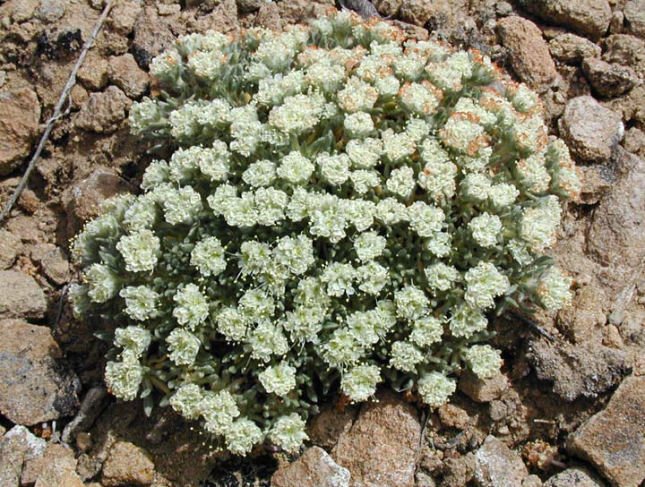 Eriogonum tumulosum North American Rock Garden Society