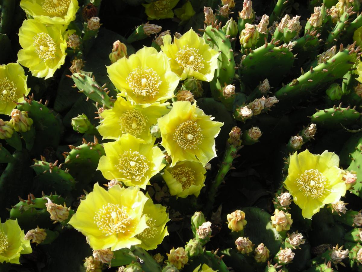 Opuntia humifusa