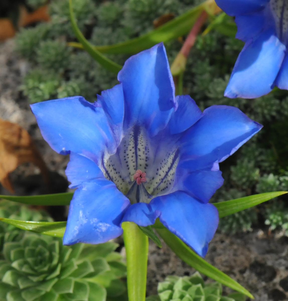 Gentiana sino-ornata