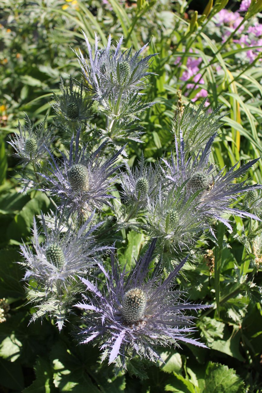 Eryngium alpinum North American Rock Garden Society