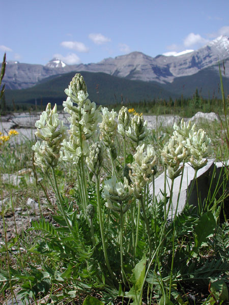 Oxytropis campestris North American Rock Garden Society