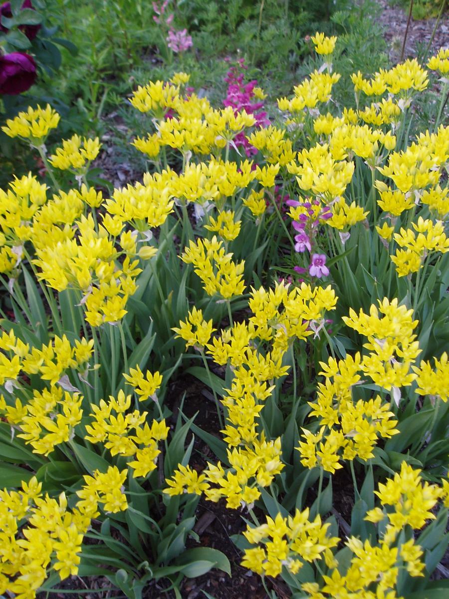 Allium moly; Calgary, AB.