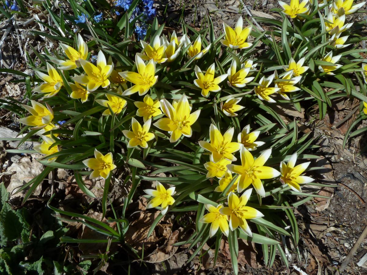 Tulipa tarda; Calgary, AB.